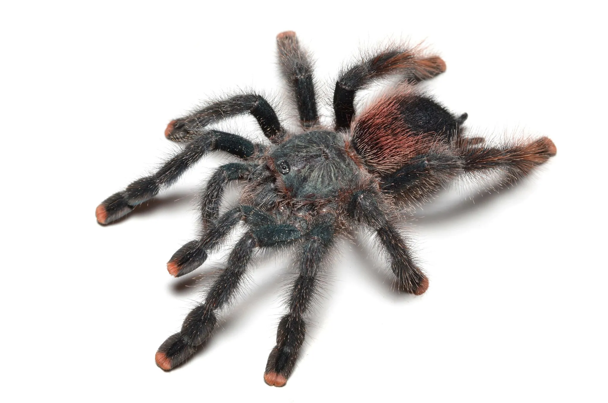 /img/20863-metallic-pink-toe-tarantula-buying.webp