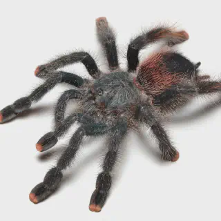 /img/20863-metallic-pink-toe-tarantula-buying.webp
