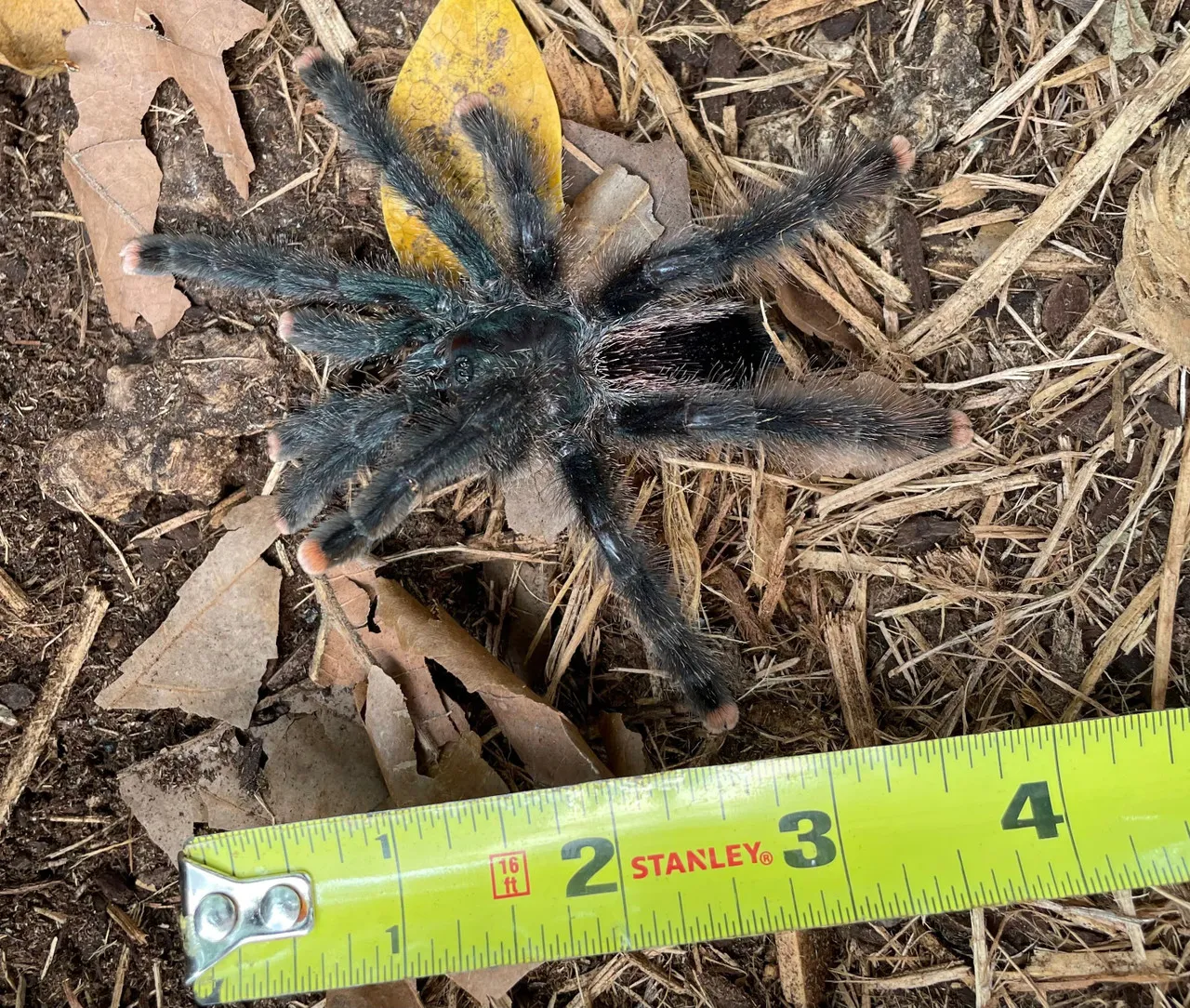 20863 metallic pink toe tarantula enclosure