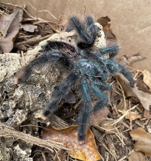 20863 metallic pink toe tarantula feeding