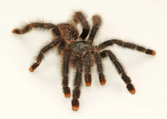 20863 metallic pink toe tarantula morphs