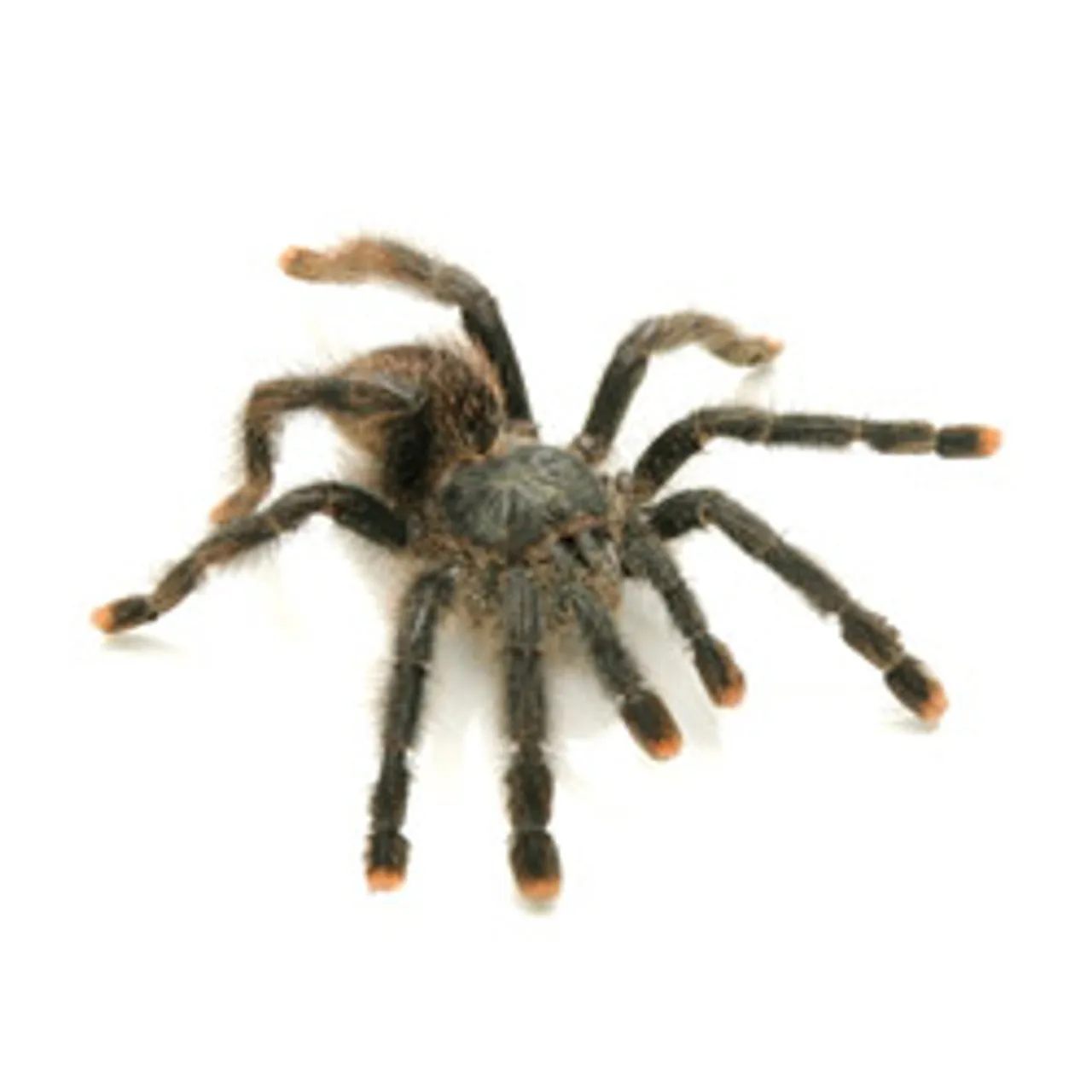 20863 metallic pink toe tarantula overview