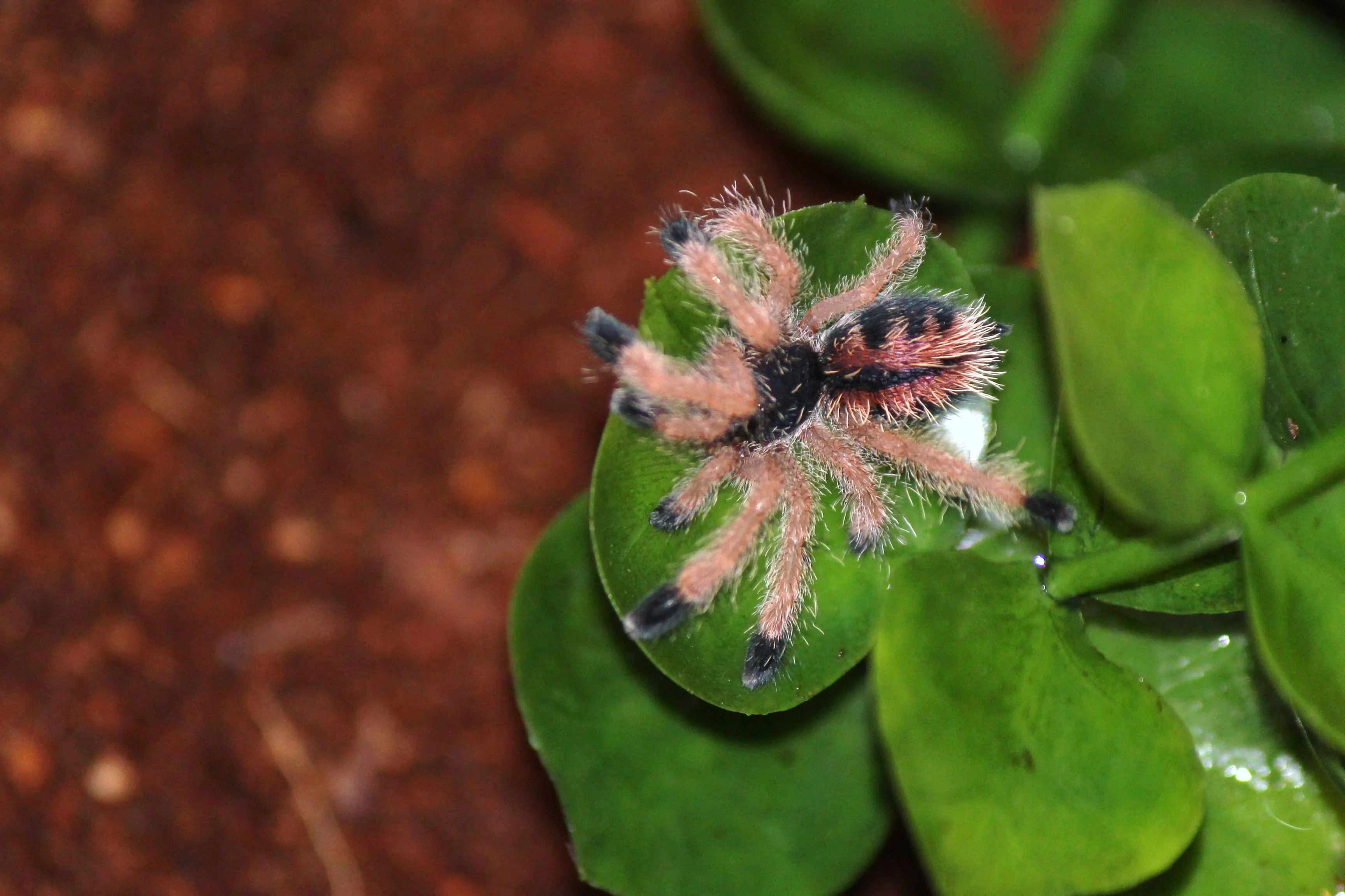20863 metallic pink toe tarantula sex