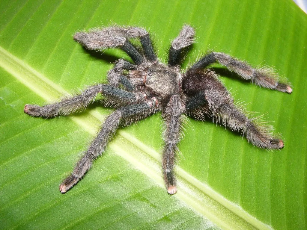 20863 metallic pink toe tarantula size