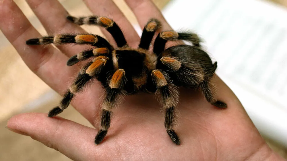 20866 new world tarantula