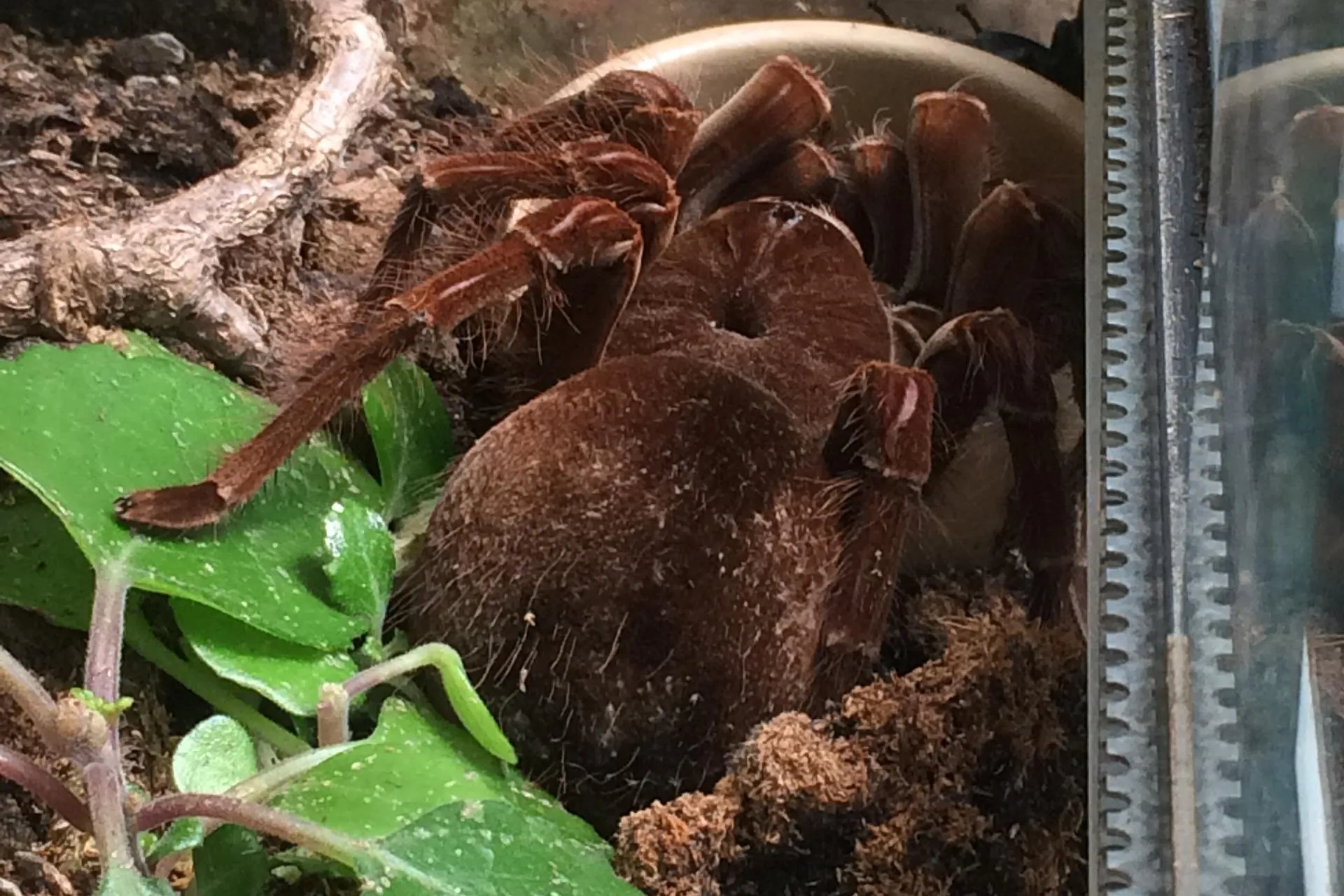 20866 old world tarantula