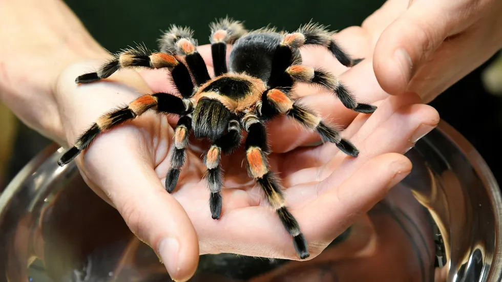 20866 tarantula bite symptoms