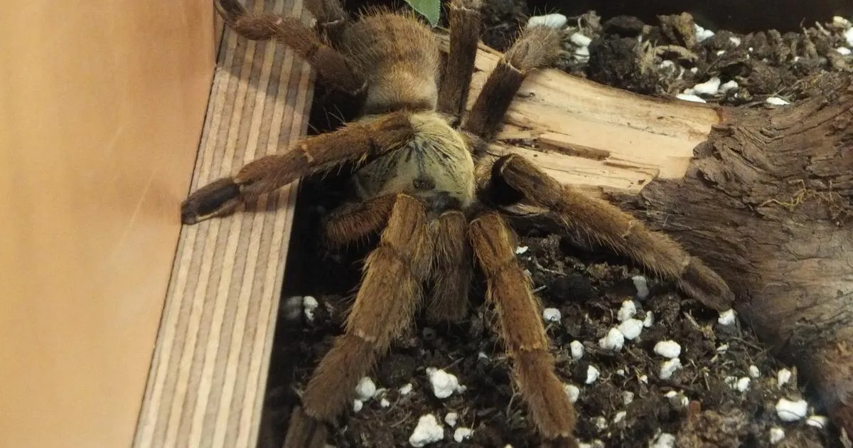 20866 tarantula bite treatment