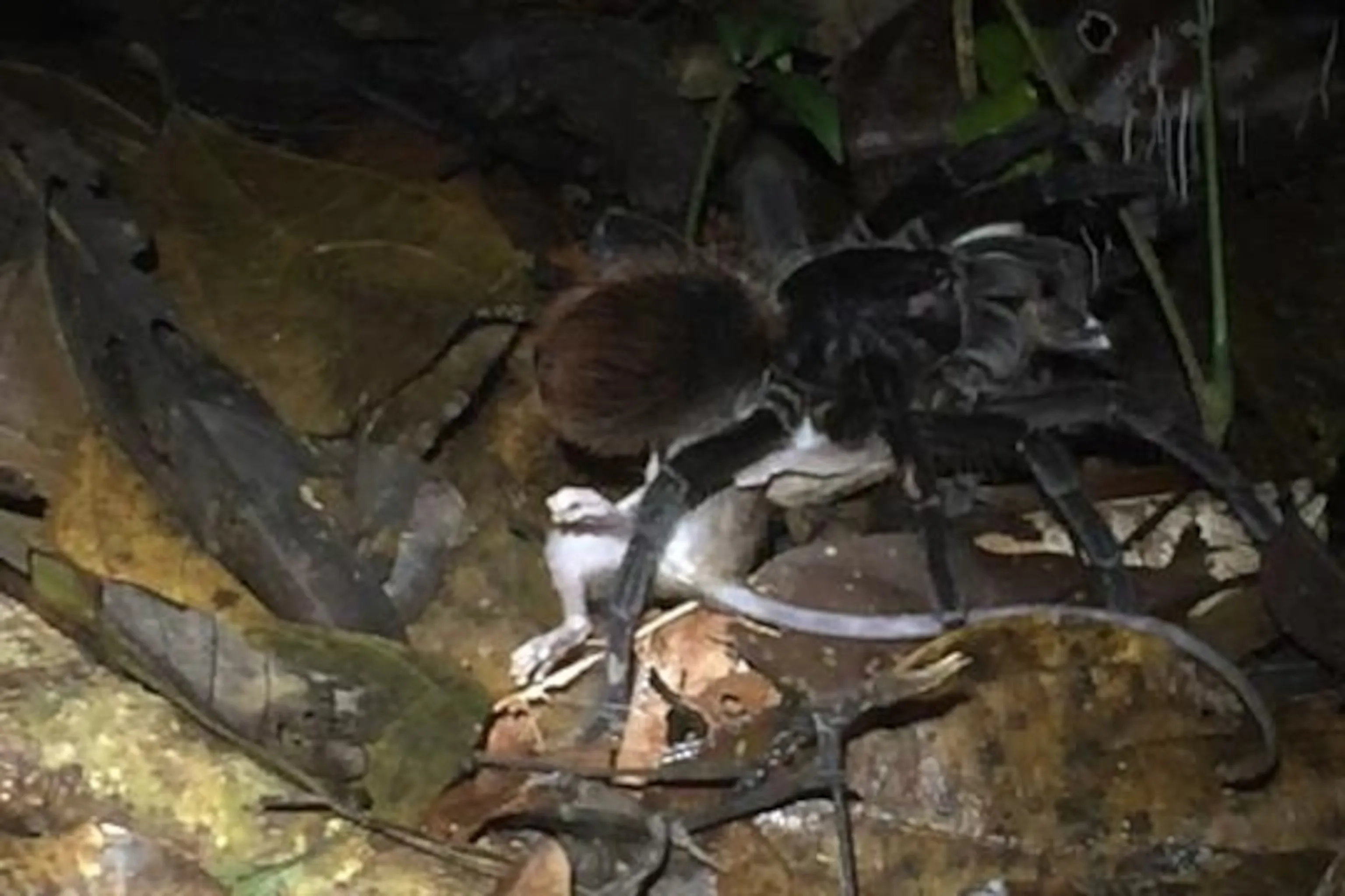 20867 tarantula eating