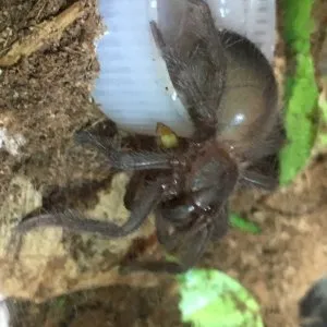 20868 lp tarantula sling feeding