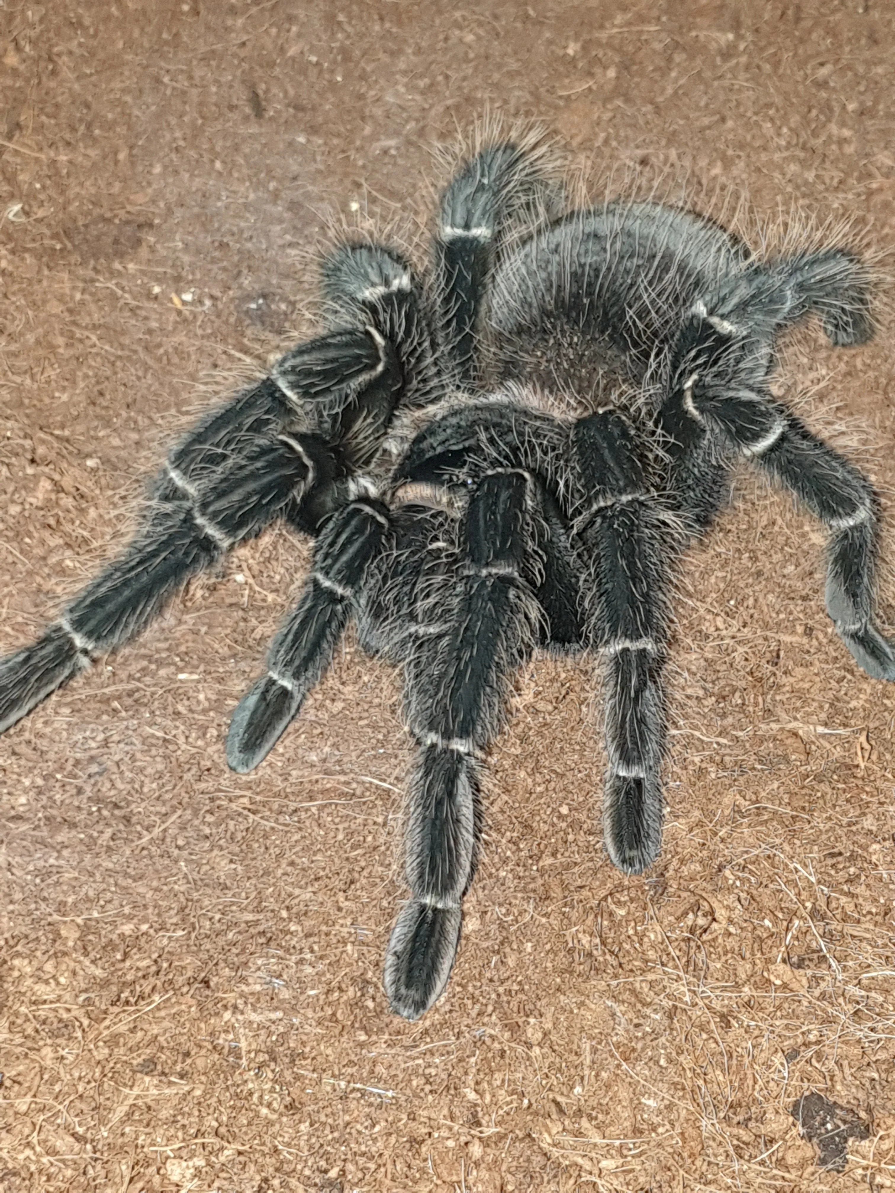 /img/20868-lp-tarantula-sling-molting.webp