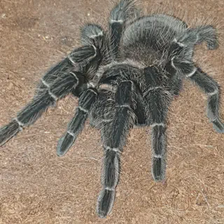 /img/20868-lp-tarantula-sling-molting.webp