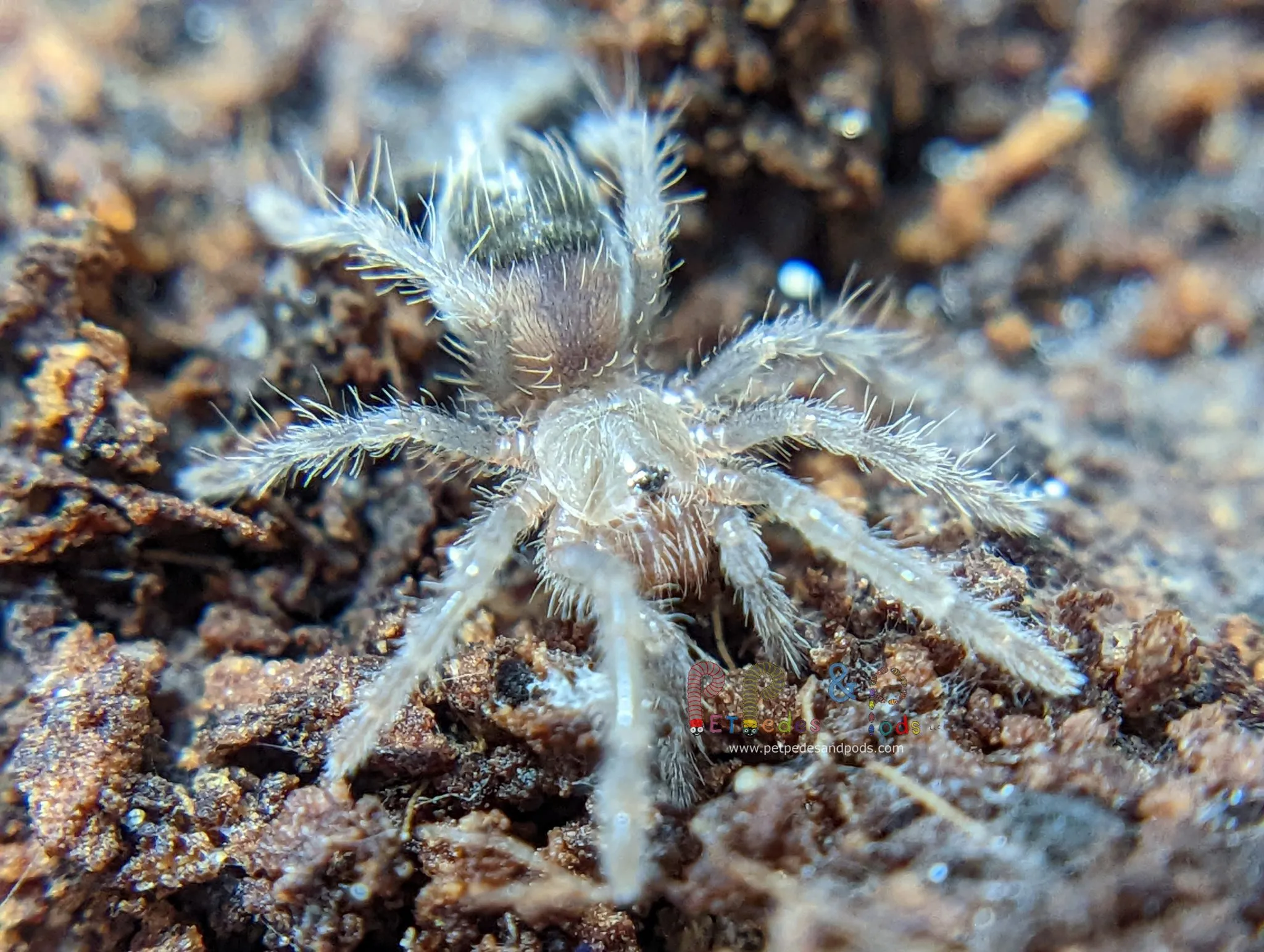 20868 lp tarantula sling ventilation