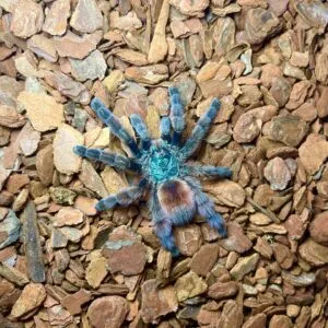 20868 lp tarantula sling water