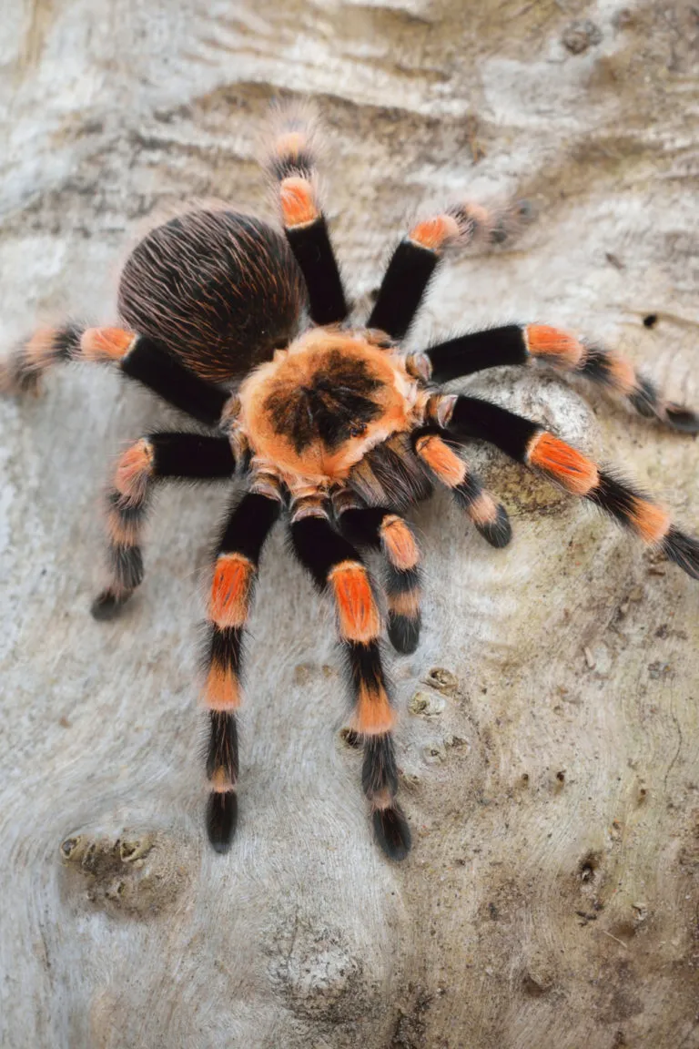 /img/20870-tarantula-common-names.webp