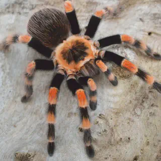 /img/20870-tarantula-common-names.webp