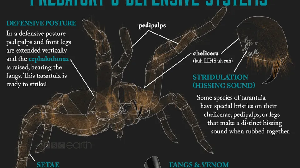 20870 tarantula dance