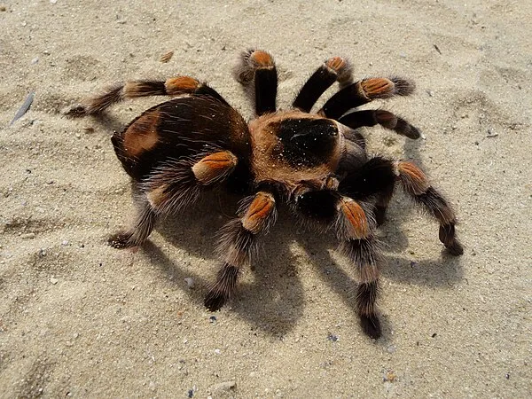 20870 tarantula misinterpretations