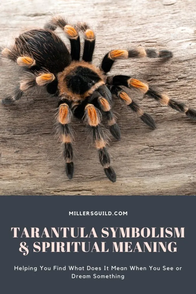 20870 tarantula scientific classification