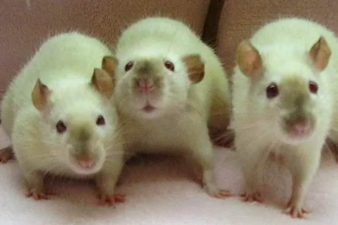 20871 rat habitat