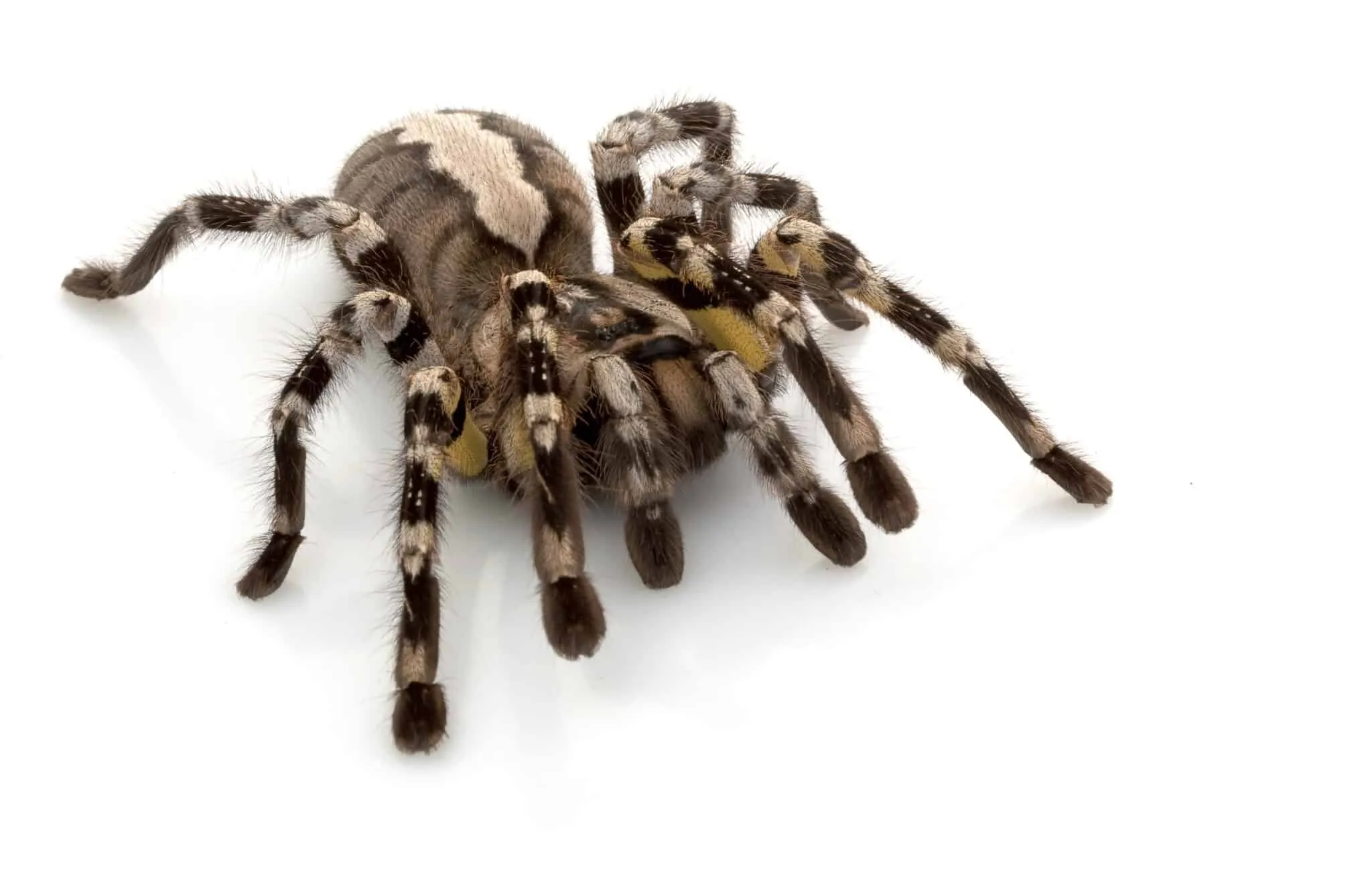 20871 tarantula eating