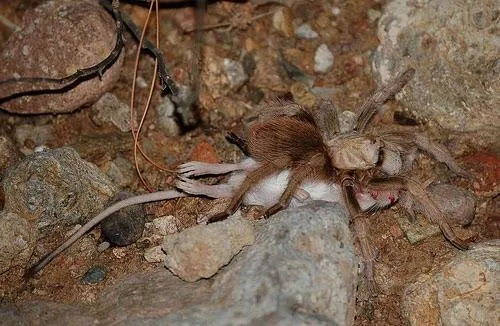 /img/20871-tarantula-predators.webp
