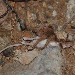 /img/20871-tarantula-predators.webp