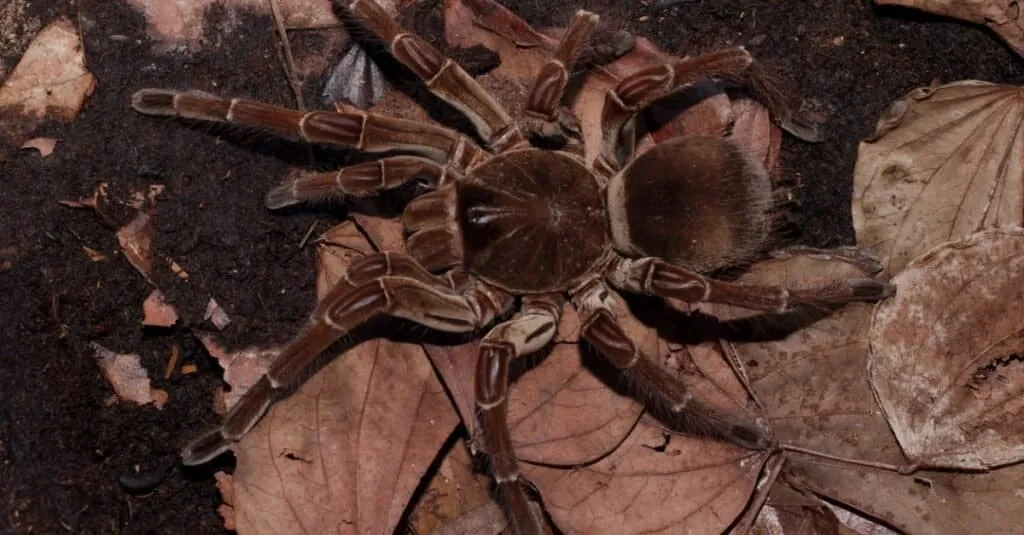 20871 tarantula venom