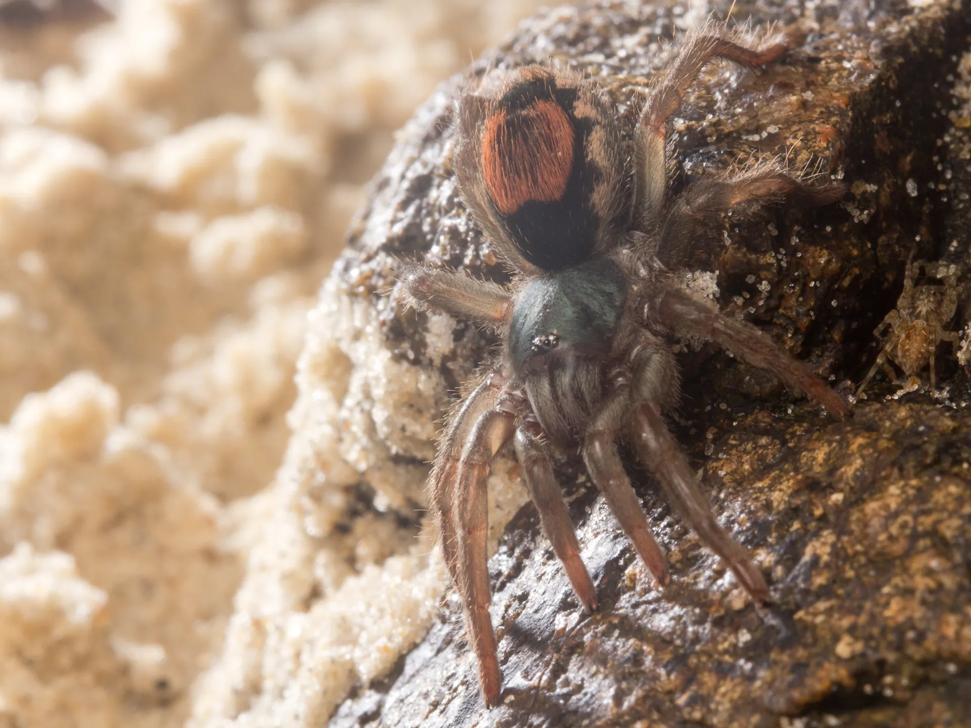 20874 tarantula feeding