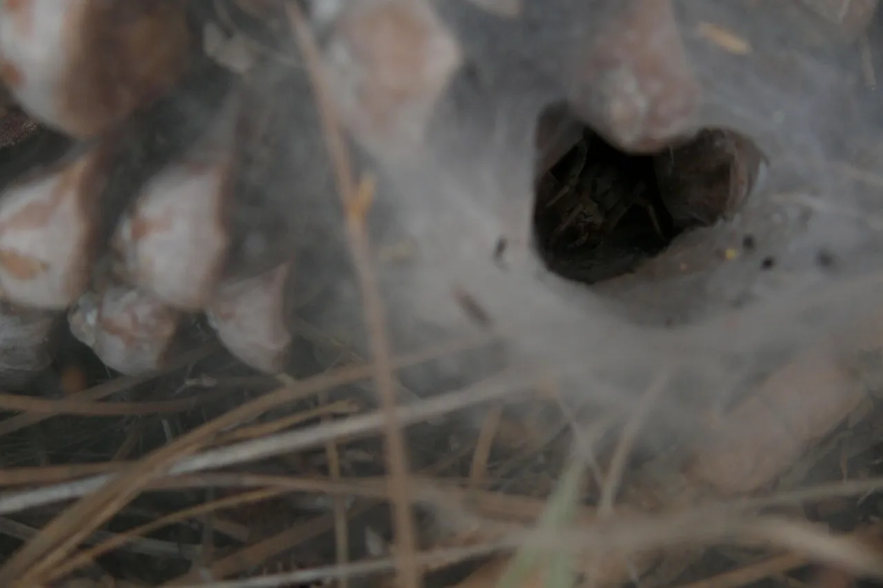 /img/20874-tarantula-molting.webp