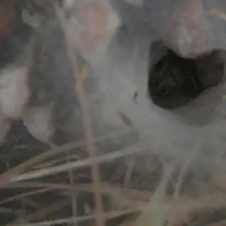 /img/20874-tarantula-molting.webp