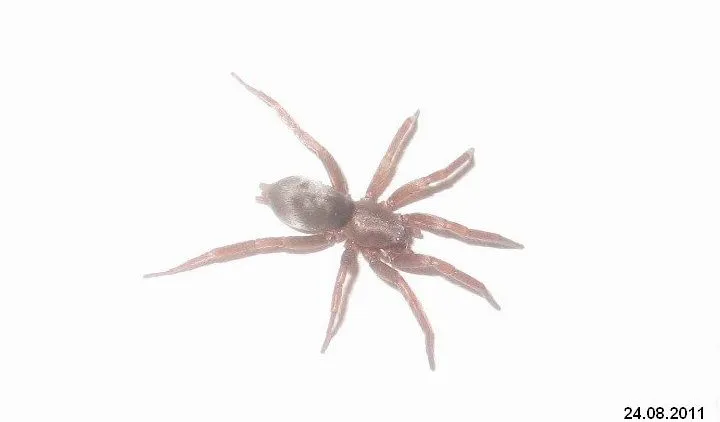20874 tarantula pedipalps
