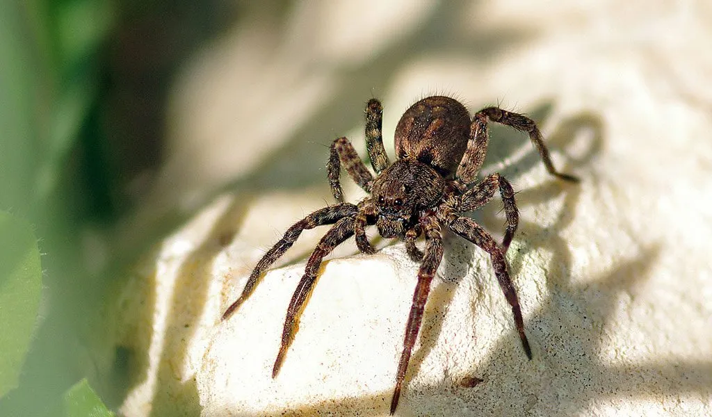 20874 tarantula spider head overview