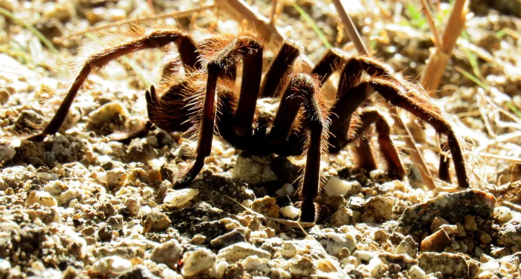 20875 female tarantula
