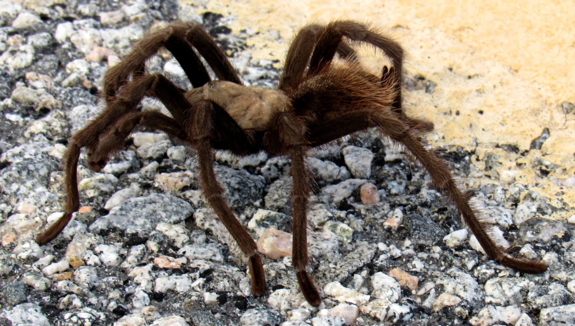 20875 male tarantula