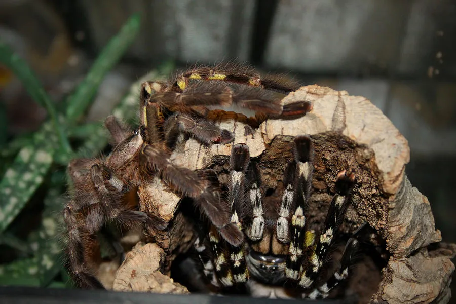 20875 spiderlings