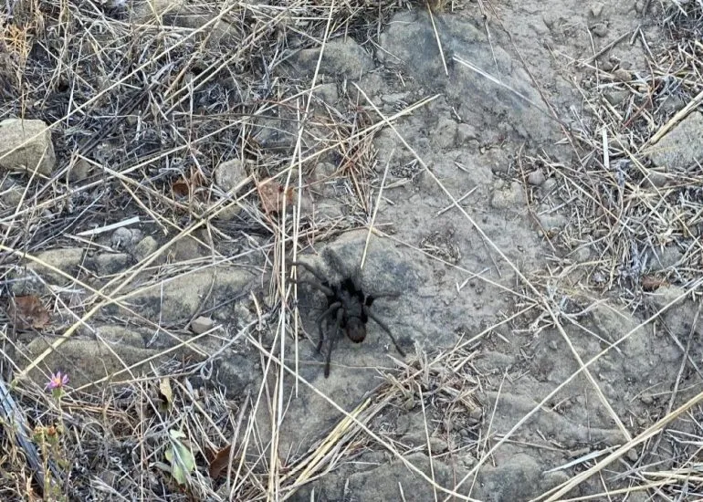 20875 tarantula eggsac