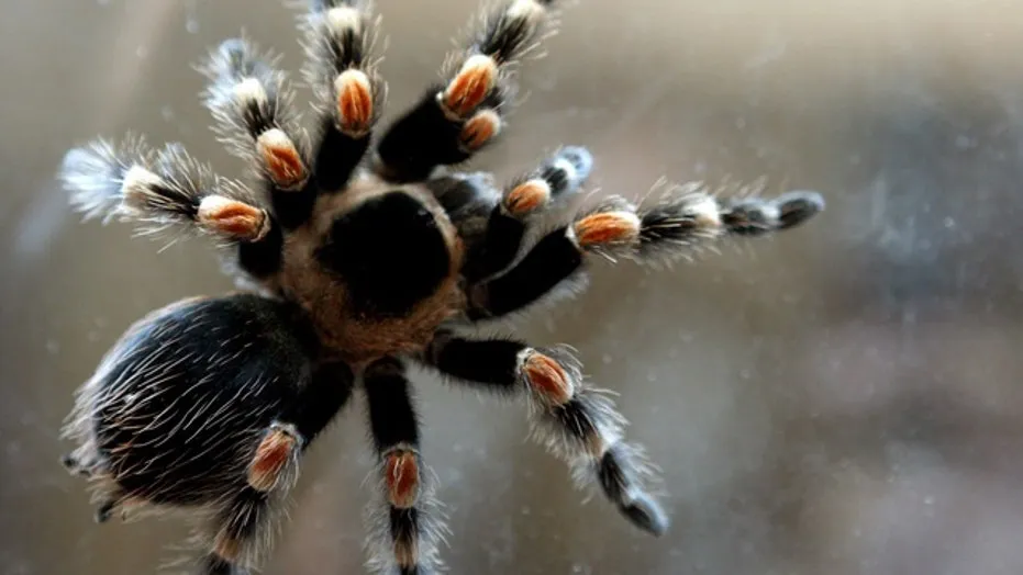 /img/20875-tarantula-habitat.webp