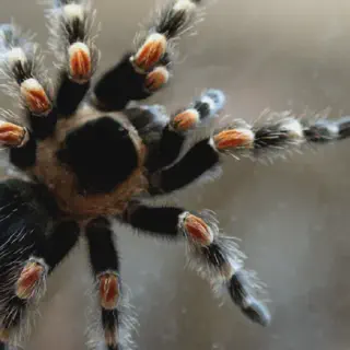 /img/20875-tarantula-habitat.webp