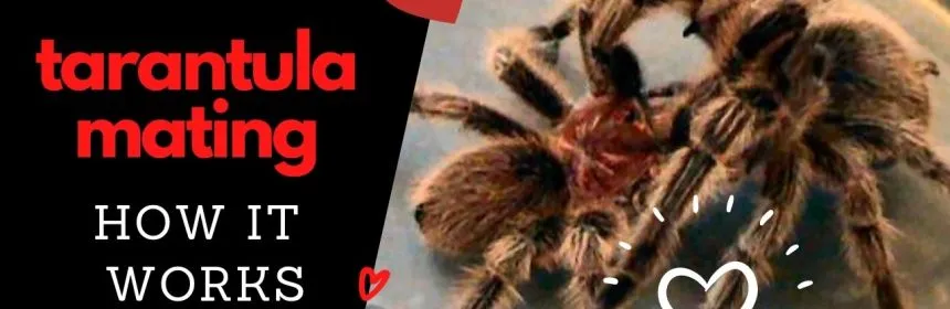 20875 tarantula mating process