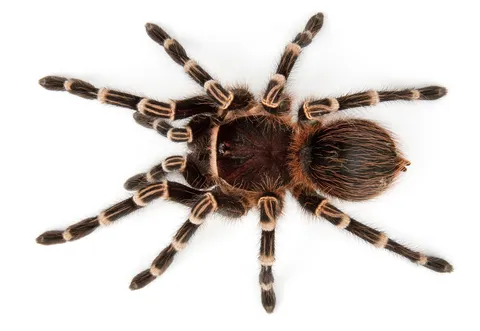 20876 curatare terariu tarantula
