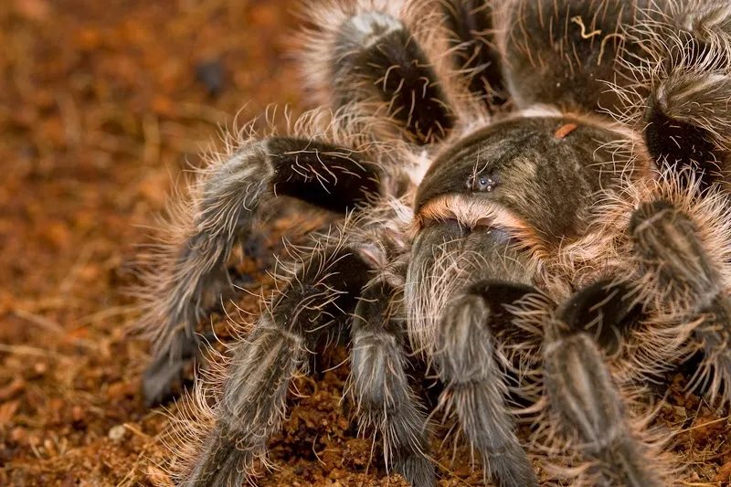 20876 dimensiune terariu tarantula