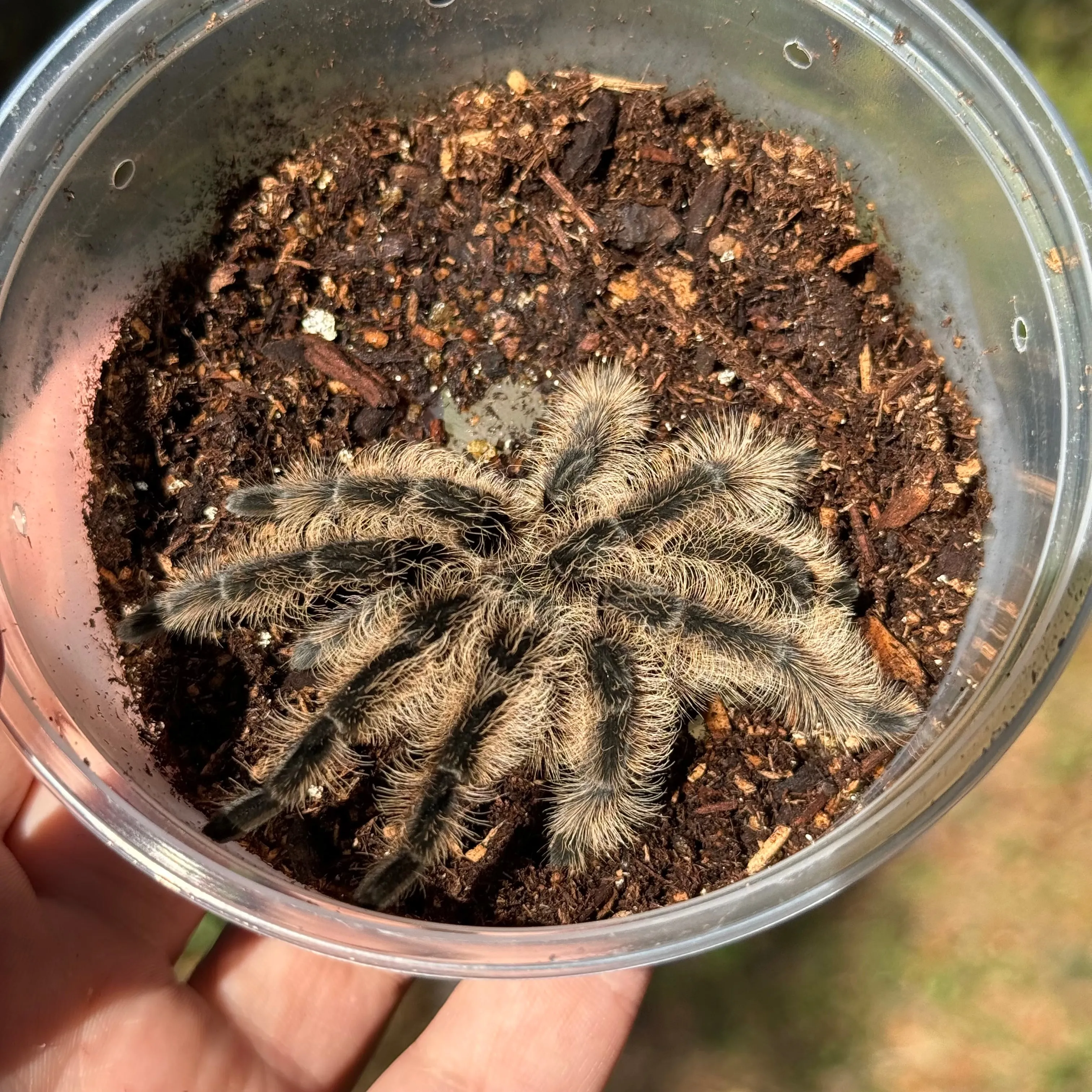 20876 magazine terarii tarantula
