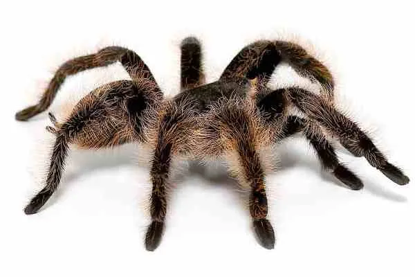 20876 tarantula in terariu
