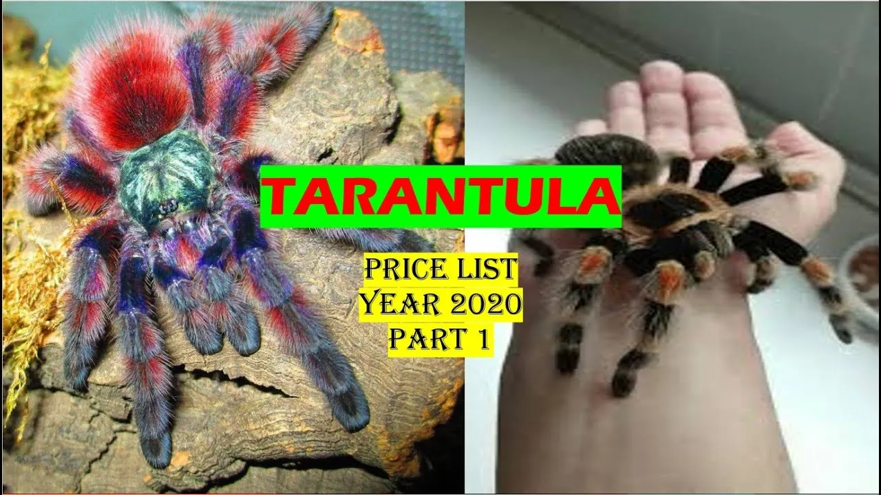 /img/20876-tarantula-sanatoasa.webp
