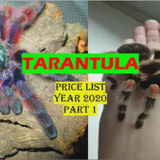 /img/20876-tarantula-sanatoasa.webp