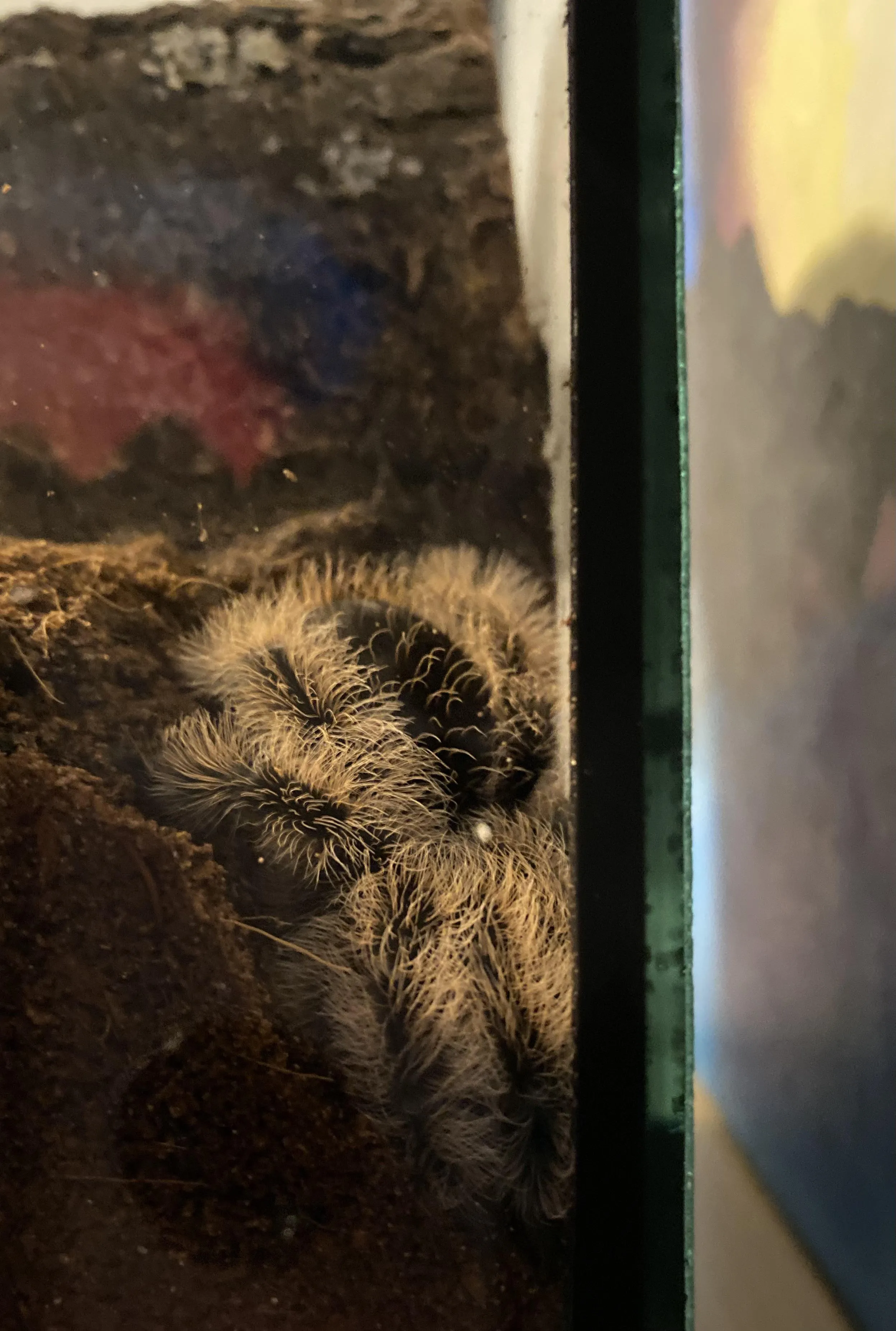 20877 tarantula curled up corner 2
