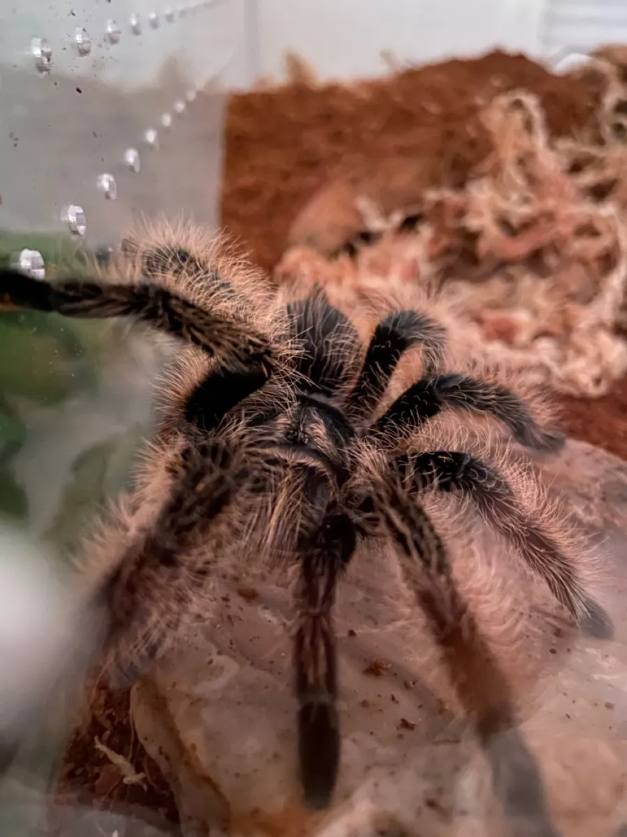 /img/20877-tarantula-expert.webp