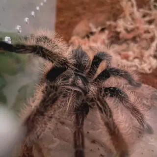 /img/20877-tarantula-expert.webp