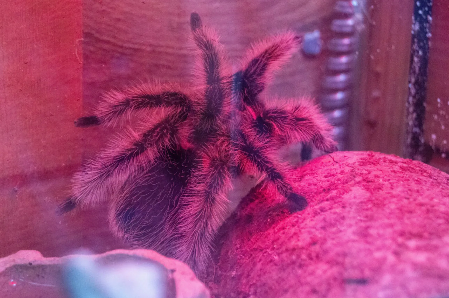 20877 tarantula feeding